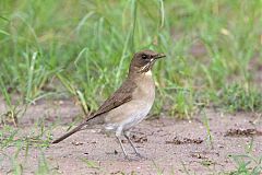 Creamy-bellied Thrush